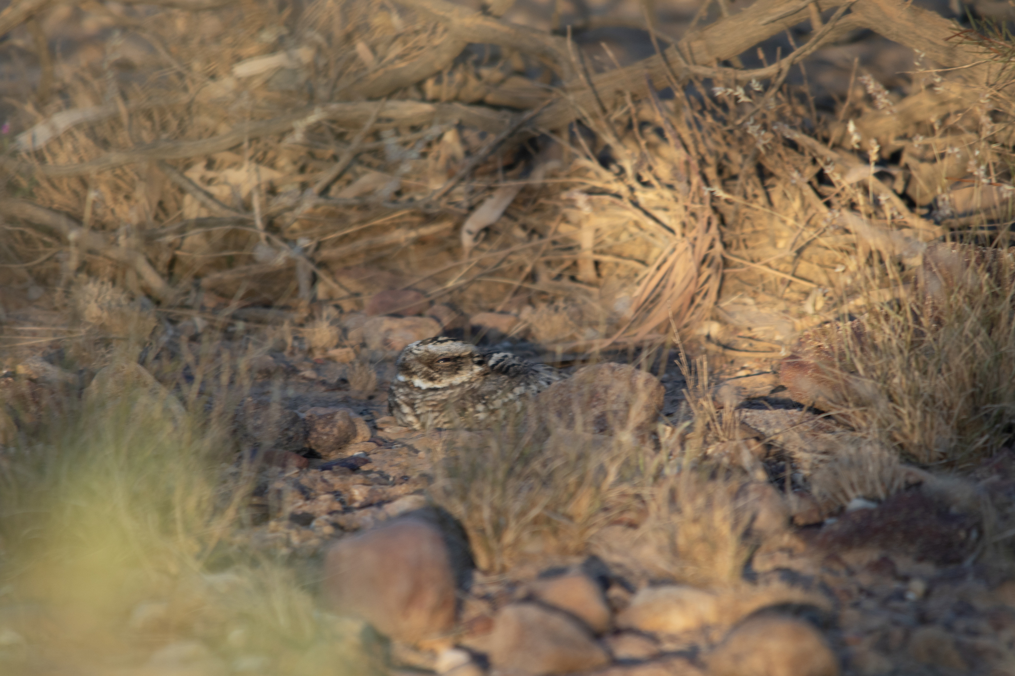 Spotted Nightjar (Eurostopodus argus), photo 9