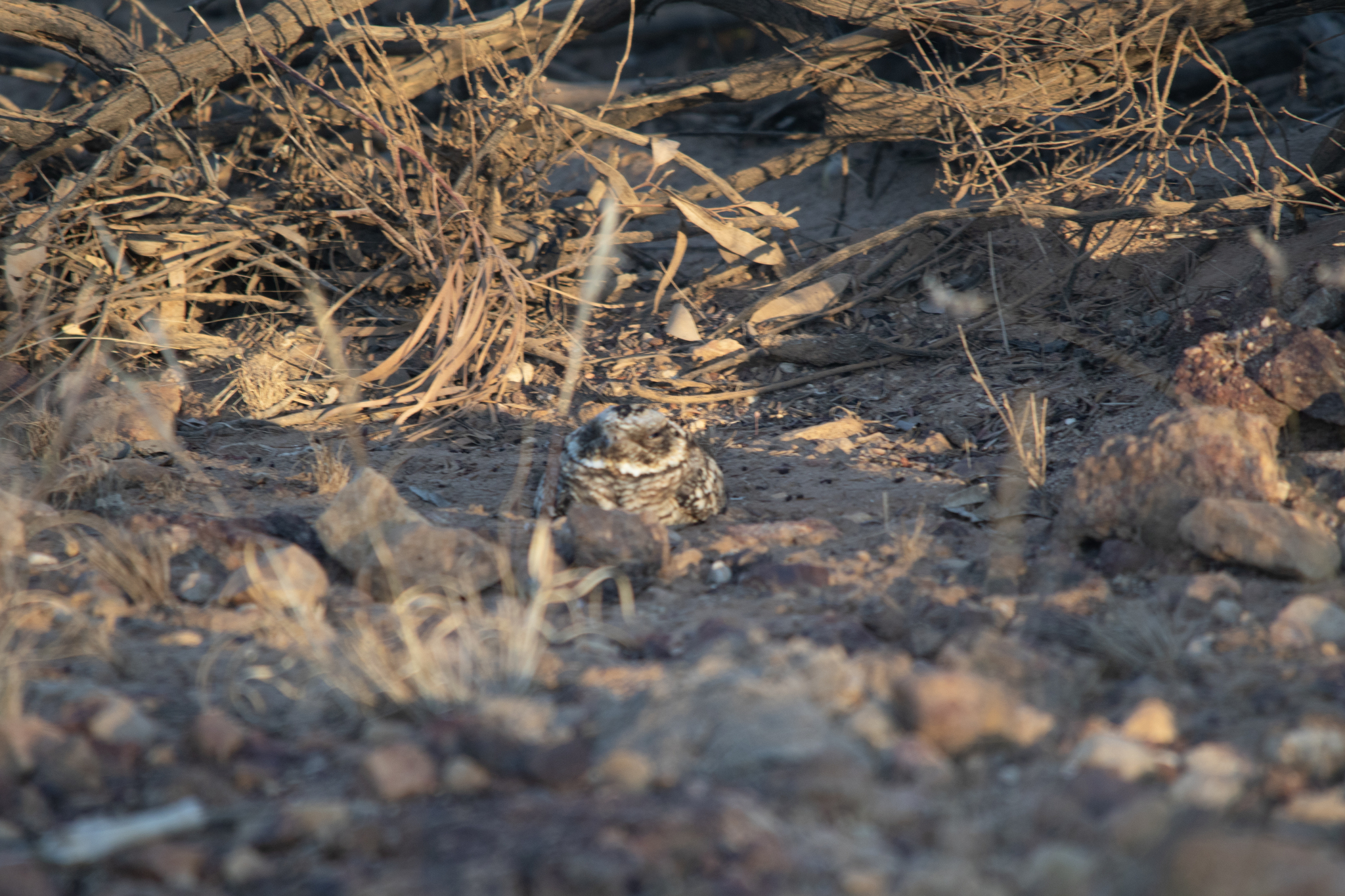 Spotted Nightjar (Eurostopodus argus), photo 10