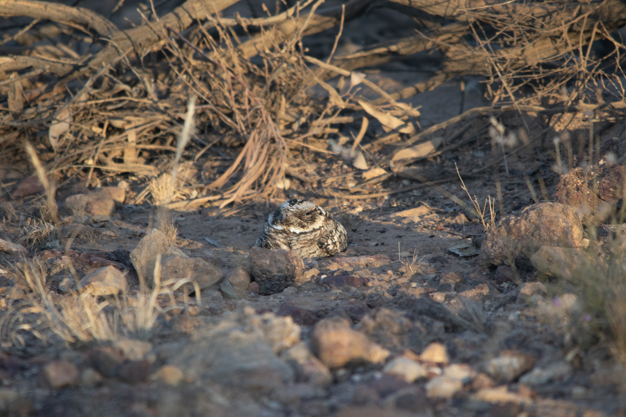 Spotted Nightjar (Eurostopodus argus), photo 2
