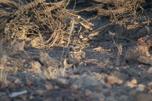 Spotted Nightjar (Eurostopodus argus), photo 9