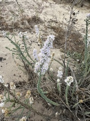 Selago canescens, photograph (c) Deon van Eeden, some rights reserved (CC BY-SA)
