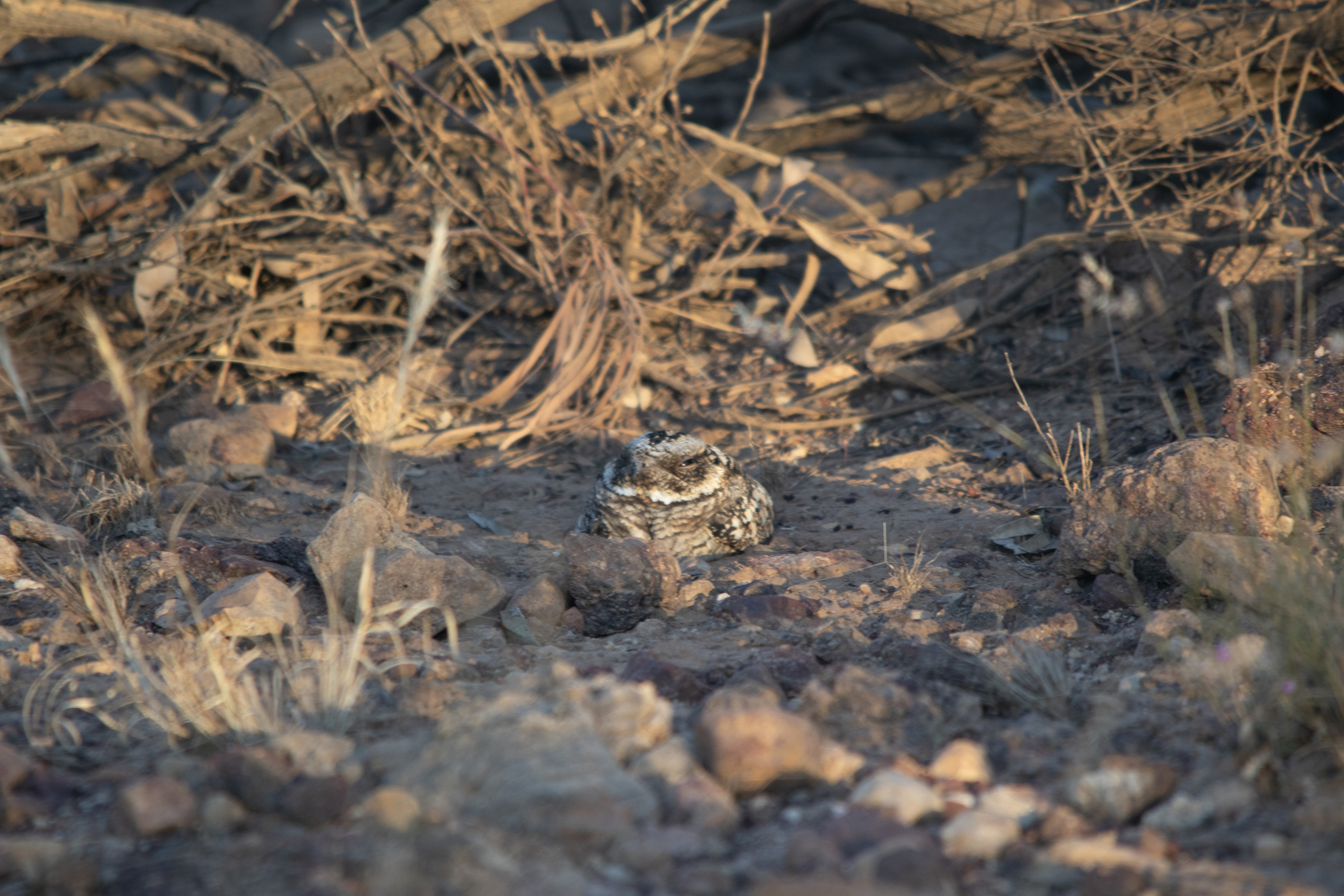 Spotted Nightjar (Eurostopodus argus), photo 3