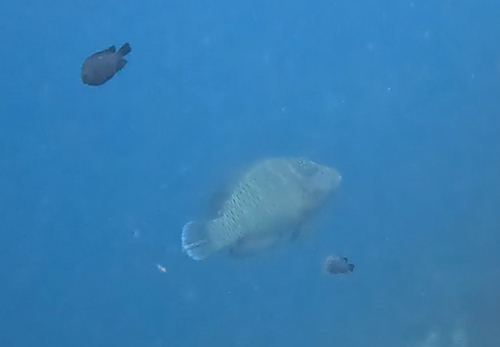 Cheilinus undulatus