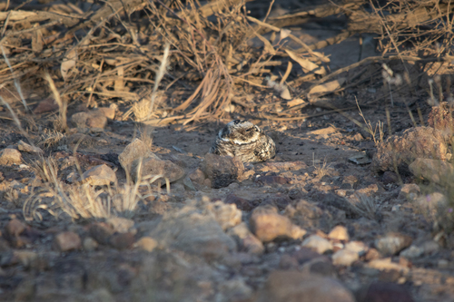 Spotted Nightjar (Eurostopodus argus), photo 4