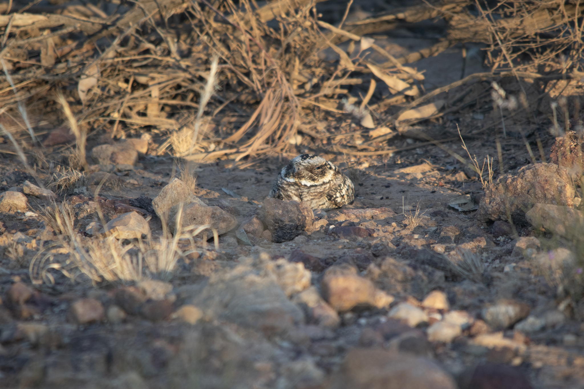Spotted Nightjar (Eurostopodus argus), photo 6