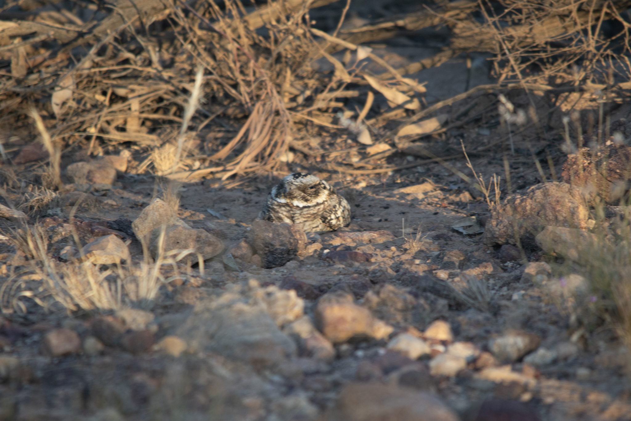 Spotted Nightjar (Eurostopodus argus), photo 7