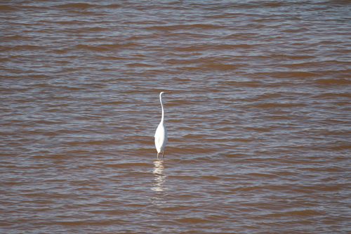 Great Egret