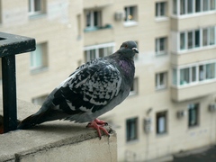 Columba livia domestica