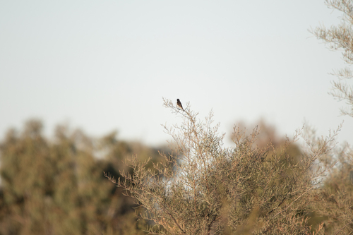 Black Honeyeater (Sugomel nigrum), photo 5
