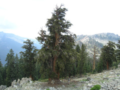 Pinus balfouriana austrina
