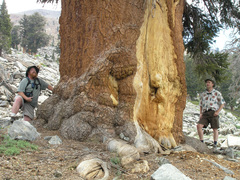 Pinus balfouriana austrina