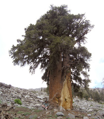 Pinus balfouriana austrina