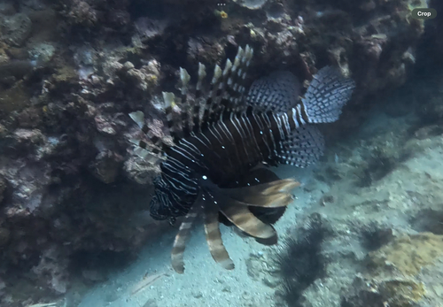 Pterois miles