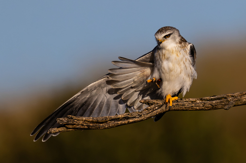 Black-winged Kite, photo 6 of 9