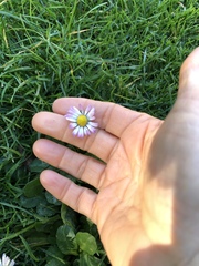 Bellis perennis