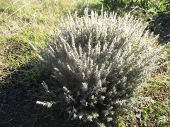 Micromeria benthamii