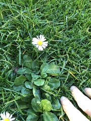 Bellis perennis