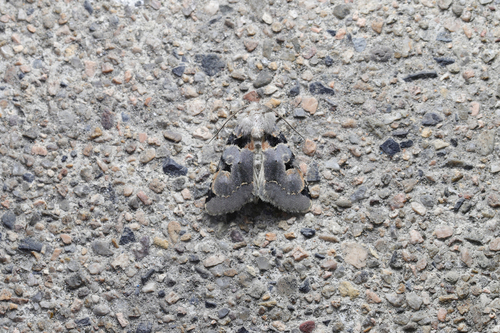 Bombyciella sericea