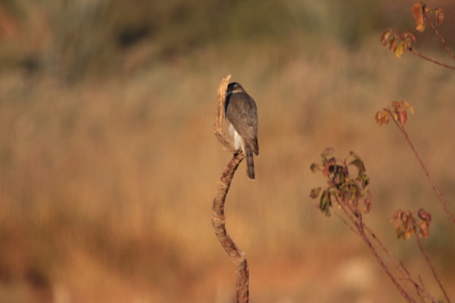 Eurasian Sparrowhawk