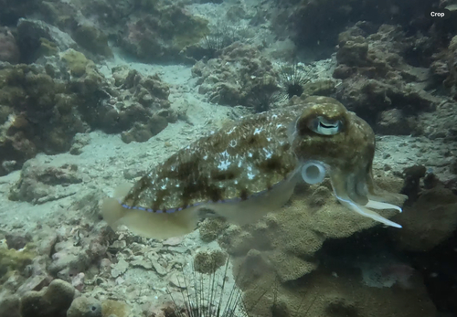 Acanthosepion pharaonis