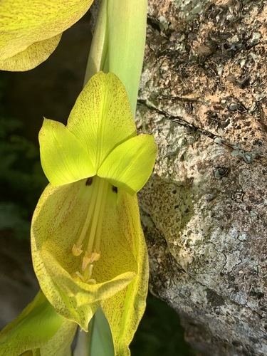 Gladiolus dalenii subsp. dalenii image