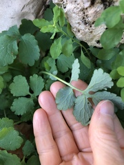 Chelidonium majus