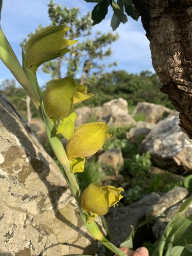 Gladiolus dalenii subsp. dalenii image