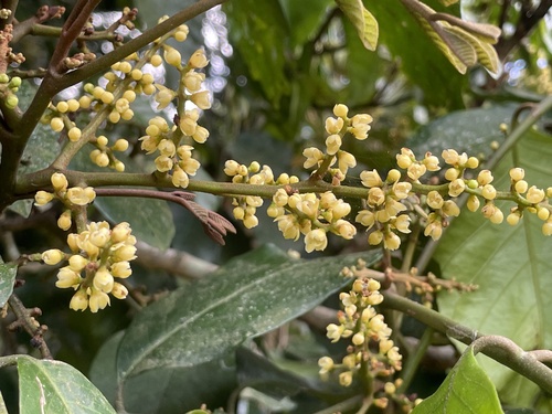 Aglaia sapindina observed 2025-11-06
