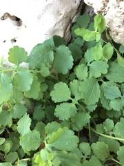 Chelidonium majus