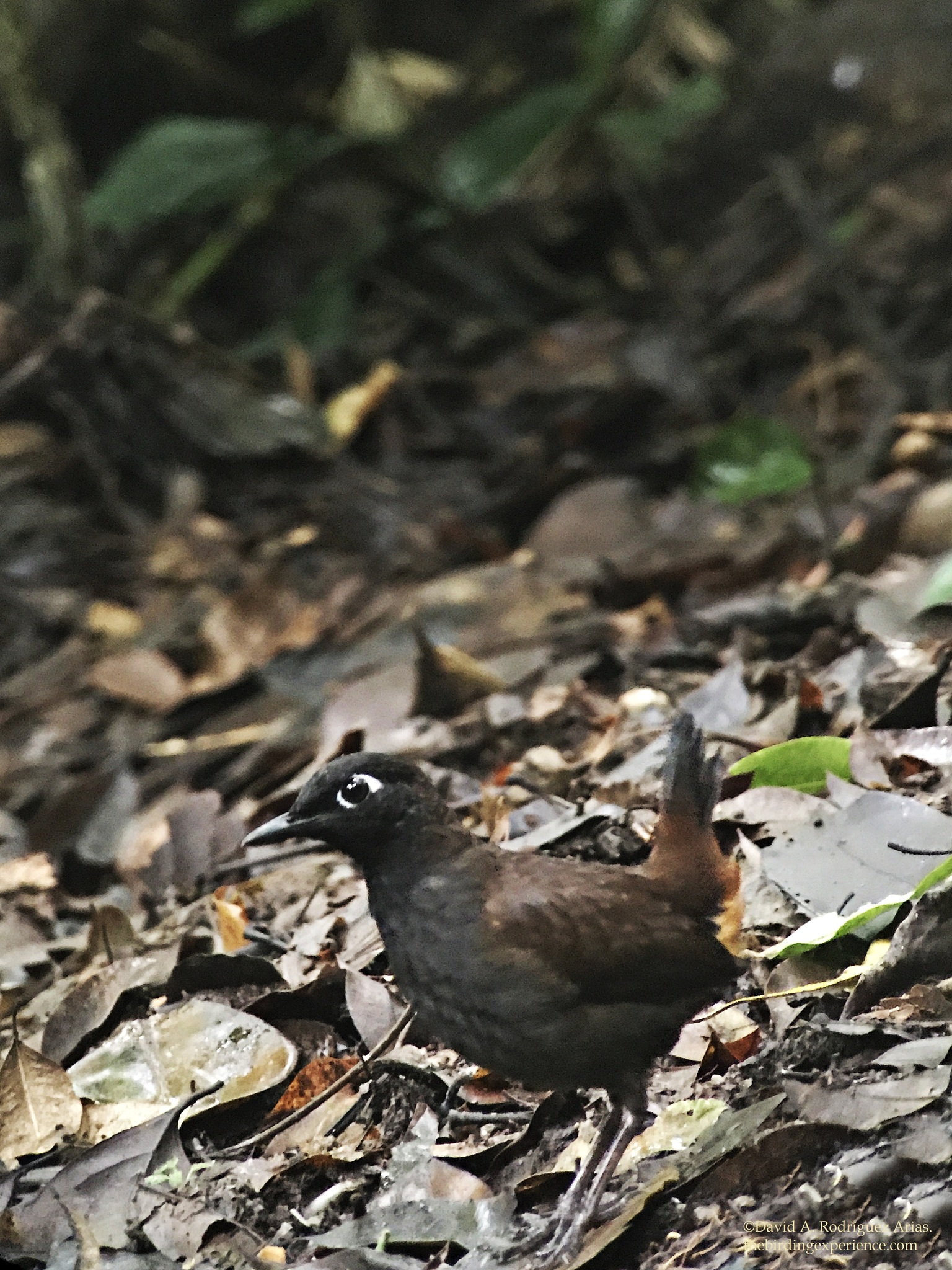 Black-headed Antthrush illustration