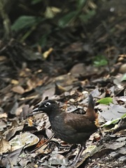 Black-Headed Antthrush photo 1