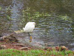 Egretta thula image