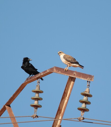 Atlas Long-legged Buzzard