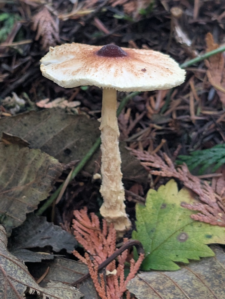 Lepiota magnispora · November 2025 · photo: © frondsinhighplaces (iNaturalist, cc-by)