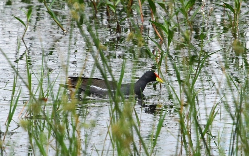iNaturalist image