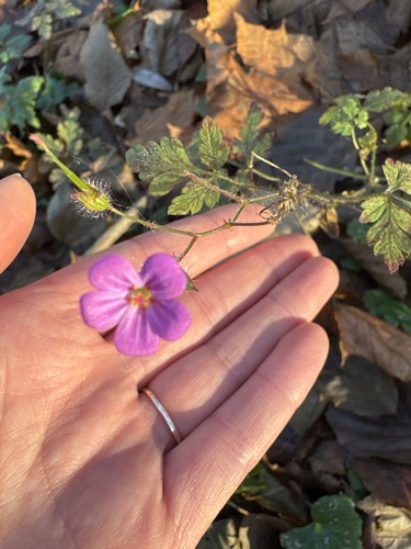 Herb Robert