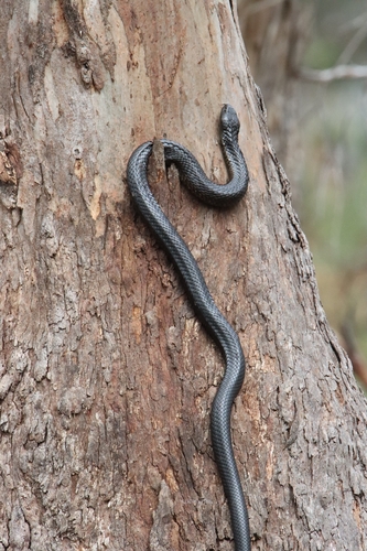 Tiger Snake sighting