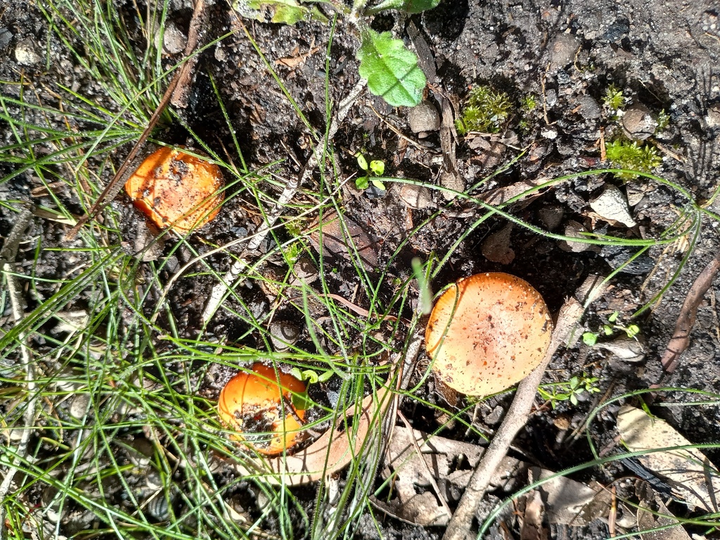 Amanita xanthocephala · October 2025 · photo: © grampianshiker (iNaturalist, cc-by)