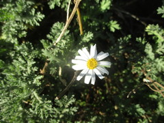 Argyranthemum adauctum