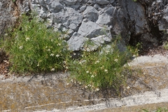 Asclepias coulteri