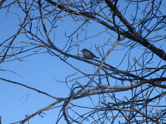 Fringilla coelebs canariensis