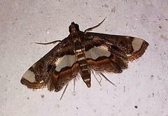 Agassiziella