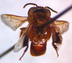 Tetragona ziegleri
