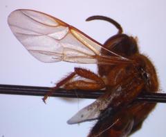 Tetragona ziegleri