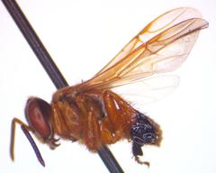 Tetragona ziegleri