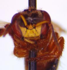 Tetragona ziegleri