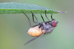 Thricops semicinereus