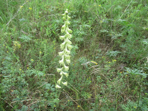 slenderleaf monkshood (Aconitum barbatum)