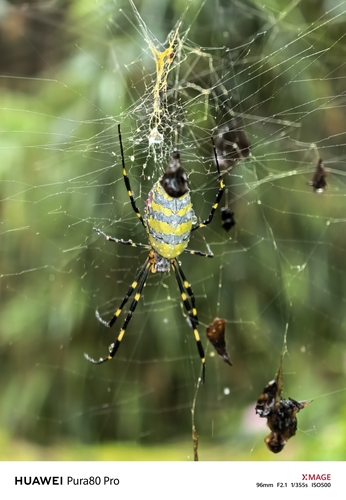 Joro Spider