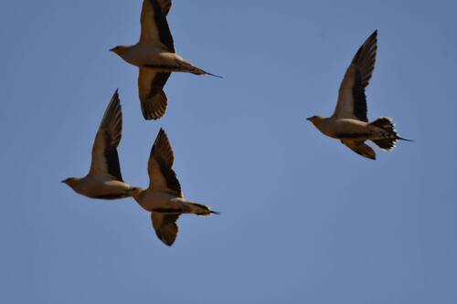 Sahelzandhoen (Pterocles senegallus)